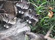 24 racoons